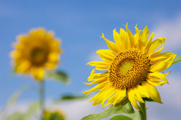 Blooming sunflowers in summer