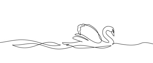 Swan on water Swan bird on water surface in continuous line art drawing style. Mute swan black linear sketch isolated on white background. Vector illustration continuous line drawing bird stock illustrations