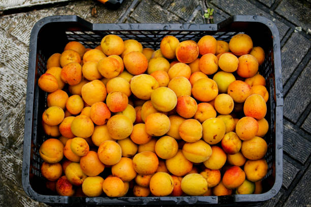 istock Fresh apricots taken from the tree. Harvest the fruit before sorting. Fruit apricot background. 1330717676