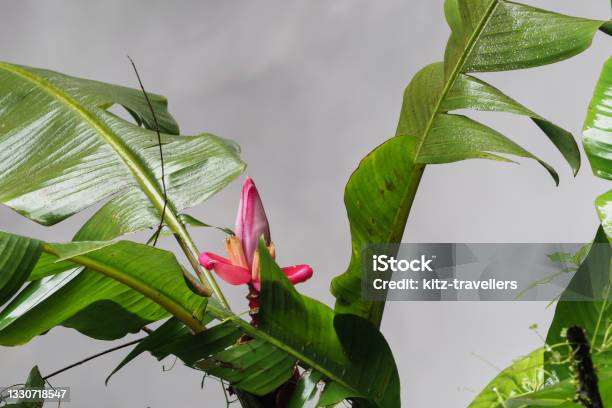 Devils Cauldron Ecuador Stock Photo - Download Image Now - Banana Flower, Andes, Banana Tree