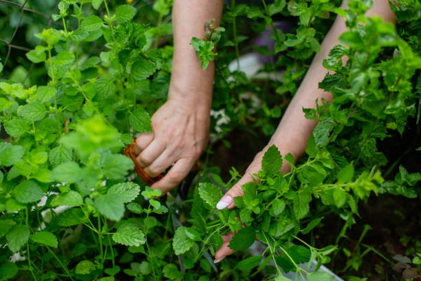 istock Harvesting mint. Woman farmer hands 1330720948