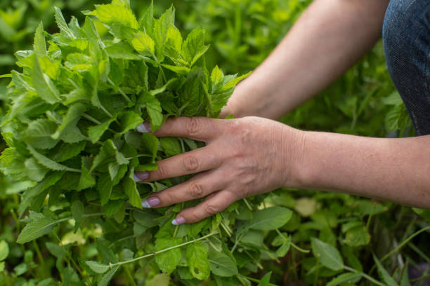 istock Harvesting mint. Woman farmer hands 1330720982