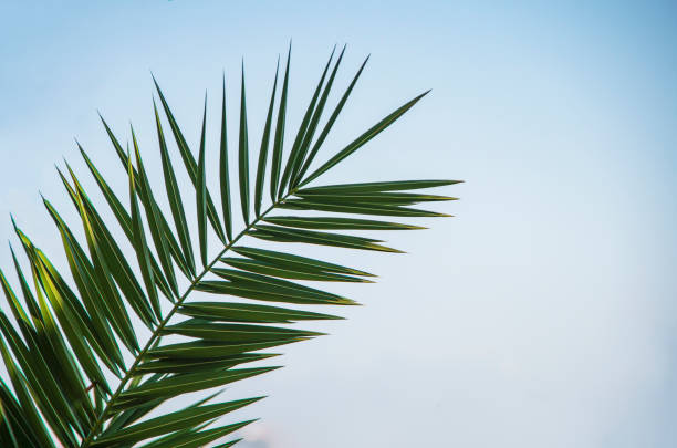 istock Palm leaf on a blue turquoise background with beautiful lighting. 1330722952