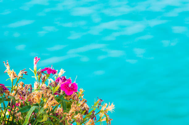 Gently pink flowers outdoors close-up in summer in spring on a turquoise background with place for text. Delicate dreamy image of the beauty of nature.