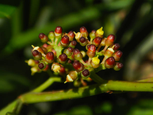 istock Cissus elongata flower, flower bud 1330724131