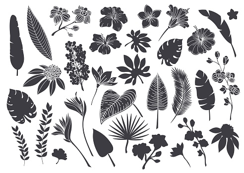 Silhouettes tropical leaves and flowers. Monochrome glyph forest palm monstera fern hawaiian leaves, orchid, hibiscus, plumeria flower. Plant tropical elements vector illustration.