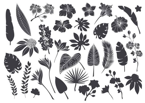 Silhouettes tropical leaves and flowers Silhouettes tropical leaves and flowers. Monochrome glyph forest palm monstera fern hawaiian leaves, orchid, hibiscus, plumeria flower. Plant tropical elements vector illustration. areca palm tree stock illustrations