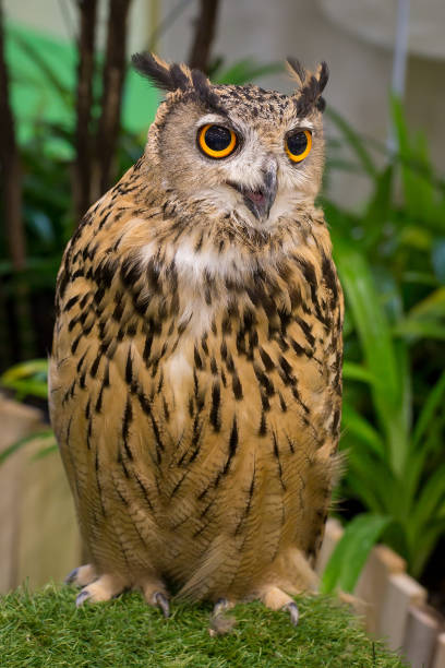 istock The owl looks beautiful. 1330725002