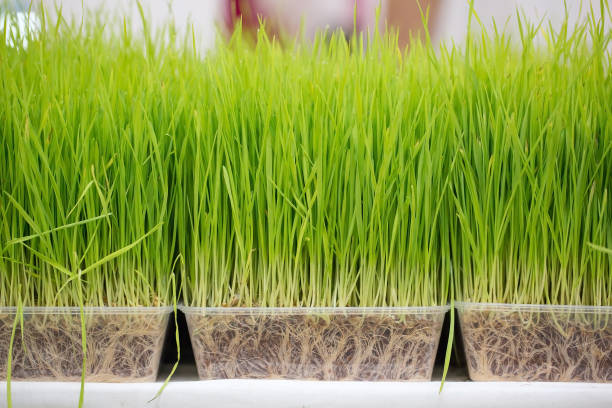istock Small grass growing in a pickup truck. 1330725039
