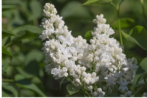 White lilacs bloomed in the spring in the garden.