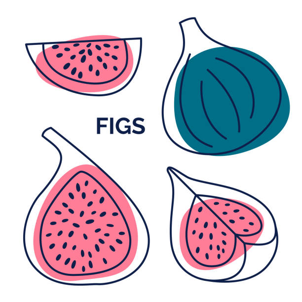 Set of exotic fruits. Vector doodle illustration of figs from outline and silhouette Set of exotic fruits. Vector doodle illustration of figs from outline and silhouette fig tree stock illustrations
