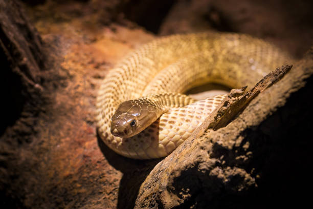 istock Beautiful snake showcase in the zoo. 1330725537