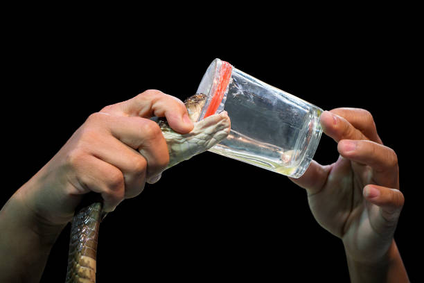 istock Demonstration of snake poisoning by experts. 1330725565
