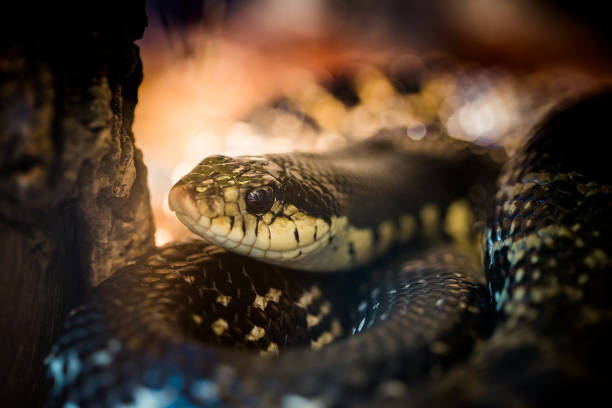 istock Beautiful snake showcase in the zoo. 1330725578