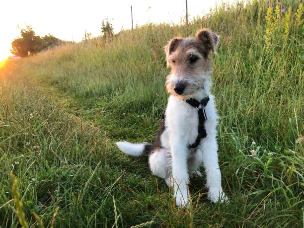 istock Sunrise with a young dog 1330725834