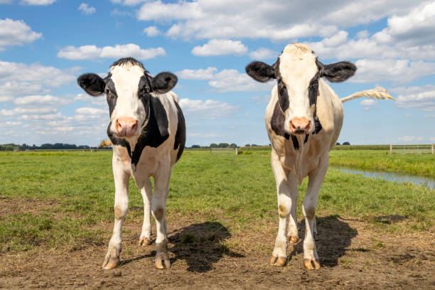istock Two black and white cows, standing in a field under a blue sky and a land over horizon. Two cheeky heifer, youngsters, looking happy and love together, 1330725857