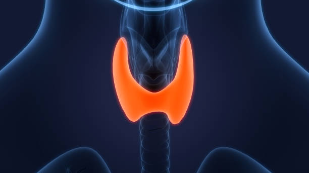 istock Human Body Gland Thyroid Gland Anatomy 1330726092