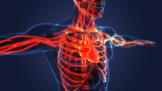 Anatomía del corazón del sistema circulatorio humano photo