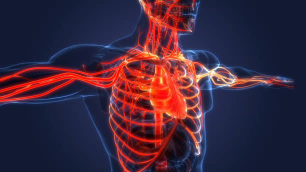 anatomía del corazón del sistema circulatorio humano - flujo sanguíneo fotografías e imágenes de stock