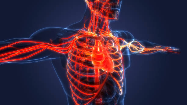 istock Human Circulatory System Heart Anatomy 1330726121