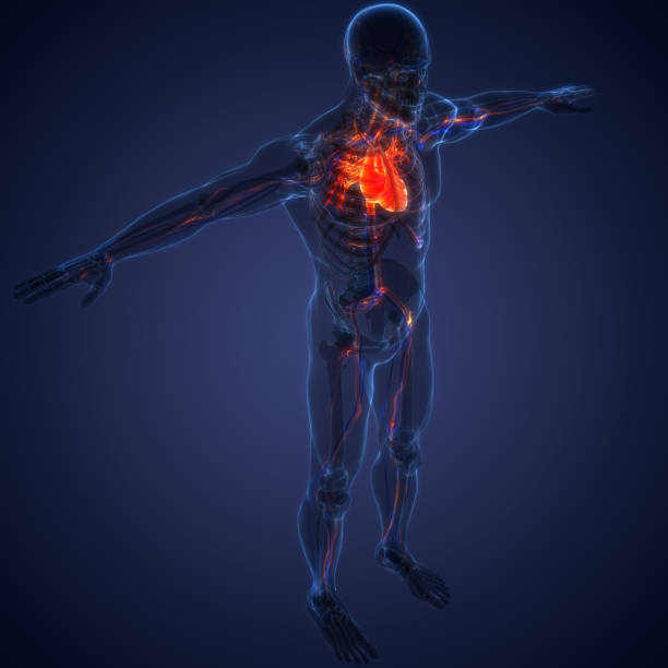 istock Human Circulatory System Heart Anatomy 1330726145