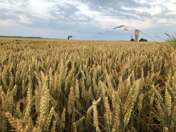 istock Cloudy sky with a water tower and   a wheat field in front of them. 1330726974