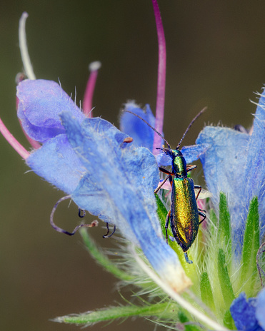 Shpanka beetle, shpanka fly Lytta vesicatoria sits on a flower, macrophoto