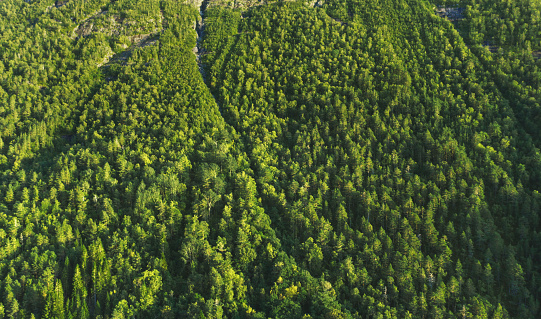 Forest trees aerial view drone landscape flying above woods nature scandinavian nature top down scenery