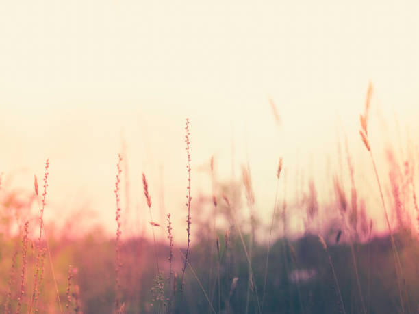 istock Retro-style wild plants in wind at bright sunset in the meadow. 1330729190