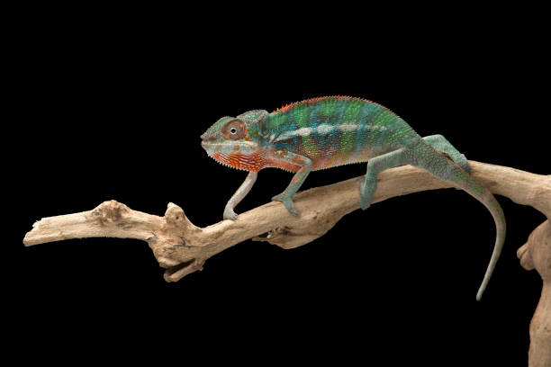 istock Rainbow  Panther chameleon isolated on black background 1330729420