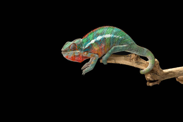 istock Rainbow  Panther chameleon isolated on black background 1330729431