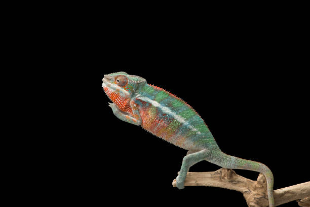 istock Rainbow  Panther chameleon isolated on black background 1330729432