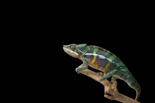 istock Rainbow  Panther chameleon isolated on black background 1330729435