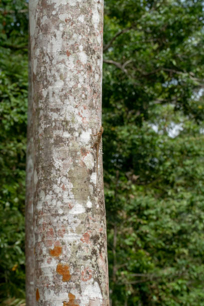 istock Oriental garden lizard, Southeast Asian Changeable Liazrd (Calotes versicolor) perched on tree trunks in the rainforest, Gunung Pulai, Johor, Malaysia. 1330729438