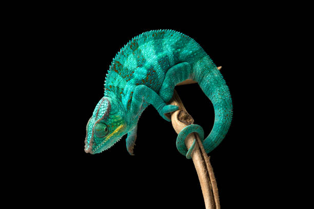무지개 팬더 카멜레온 고립 에 검정 배경 - chameleon reptile madagascar animal 뉴스 사진 이미지