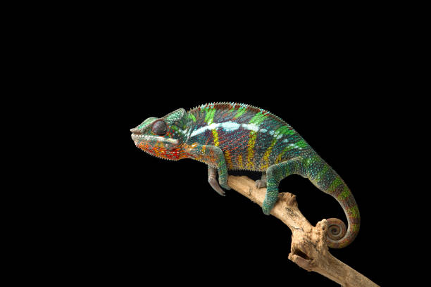 istock Rainbow  Panther chameleon isolated on black background 1330729452