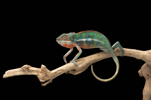 istock Rainbow  Panther chameleon isolated on black background 1330729457