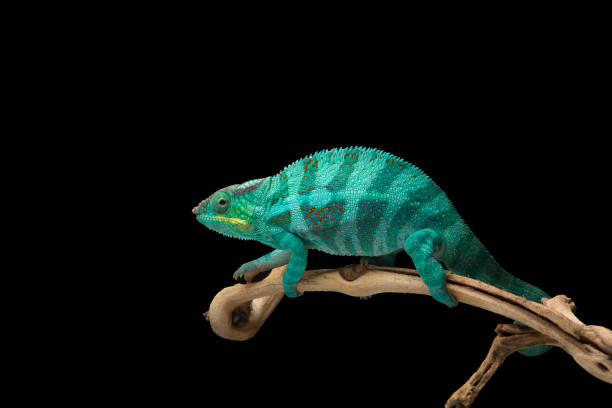istock Rainbow  Panther chameleon isolated on black background 1330729466