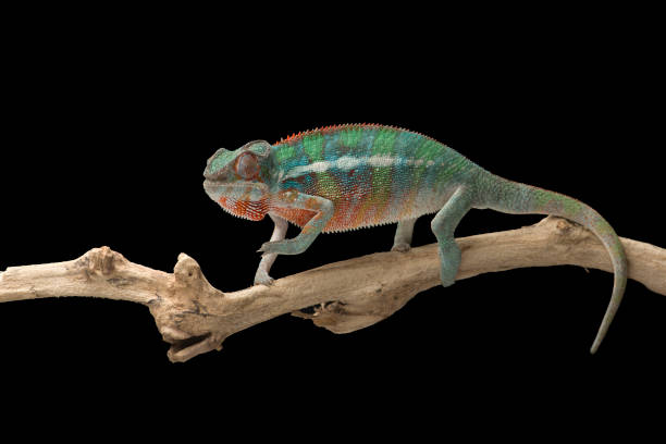 istock Rainbow  Panther chameleon isolated on black background 1330729479