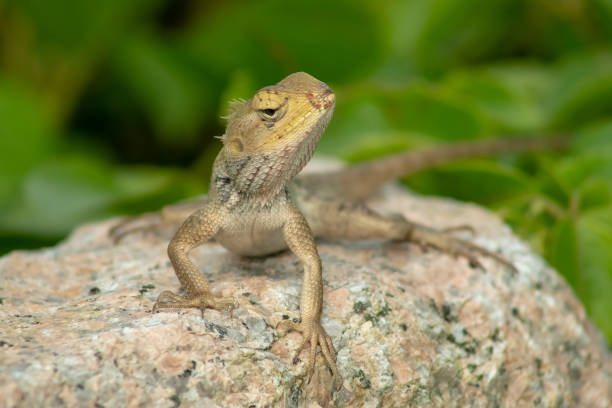 Close up a Changeable Lizard (Calotes versicolor) looking around on the rock stone with green grass or leaves background, Rambah Pontian, Malaysia
