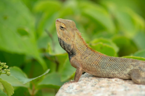 istock Close up a Changeable Lizard (Calotes versicolor) looking around on the rock stone with green grass or leaves background, Rambah Pontian, Malaysia 1330729606