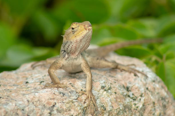 istock Close up a Changeable Lizard (Calotes versicolor) looking around on the rock stone with green grass or leaves background, Rambah Pontian, Malaysia 1330730127