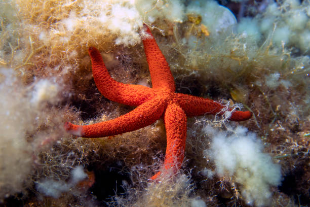 istock Mediterranean Red Sea Star (Echinaster sepositus) 1330730790
