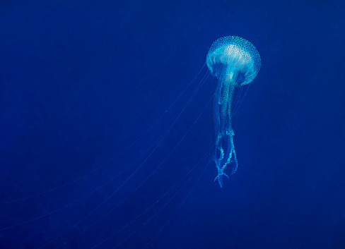 A Mauve Stinger jellyfish (Pelagia noctiluca) in the Mediterranean Sea