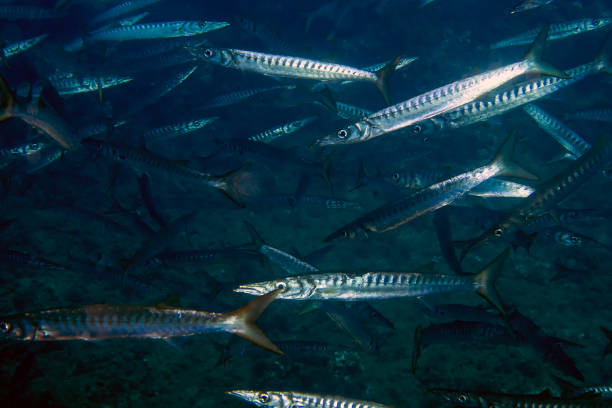 istock Yellowmouth Barracuda (Sphyraena viridensis) in the Mediterranean Sea 1330730861