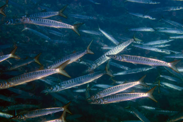 istock Yellowmouth Barracuda (Sphyraena viridensis) in the Mediterranean Sea 1330730880