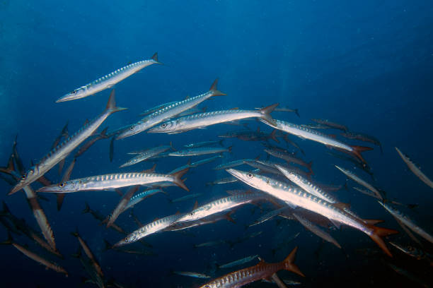 istock Yellowmouth Barracuda (Sphyraena viridensis) in the Mediterranean Sea 1330730950