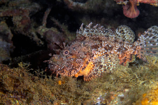 Red Scorpionfish (Scorpaena scrofa) in the Mediterranean Sea Red Scorpionfish (Scorpaena scrofa) in the Mediterranean Sea red scorpionfish photos stock pictures, royalty-free photos & images
