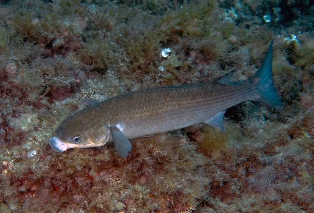 istock A Flathead Grey Mullet (Mugil cephalus) in the Mediterranean Sea 1330731298