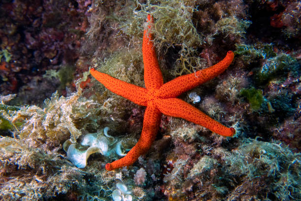 mittelmeer-roter meerstern (echinaster sepositus) - starfish underwater sea fish stock-fotos und bilder
